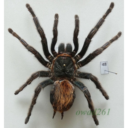 Spider ex. ovo +110mm48